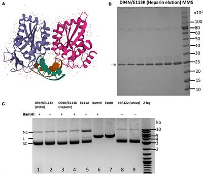 Engineering Infrequent DNA Nicking Endonuclease by Fusion of a BamHI Cleavage-Deficient Mutant and a DNA Nicking Domain